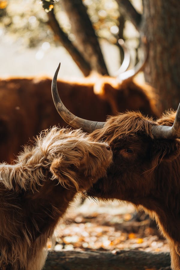 Escocia y tradición: referencias culturales tras la derrota jacobita y represión en las Highlands