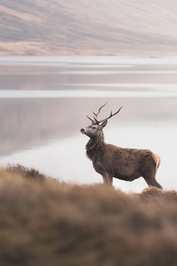 Tren Jacobita en ruta por las Highlands occidentales de Escocia
